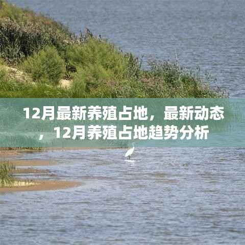 12月最新养殖占地动态及趋势分析