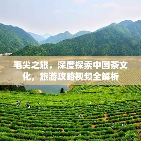 毛尖之旅,深度探索中国茶文化,旅游攻略视频全解析