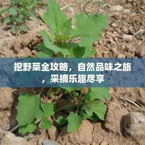 挖野菜全攻略,自然品味之旅,采摘乐趣尽享