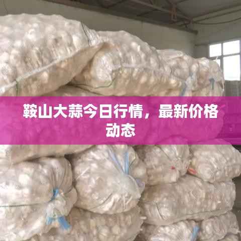 鞍山大蒜今日行情,最新价格动态