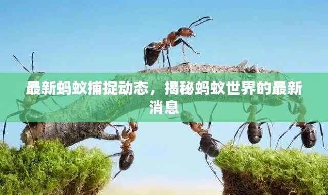 最新蚂蚁捕捉动态，揭秘蚂蚁世界的最新消息