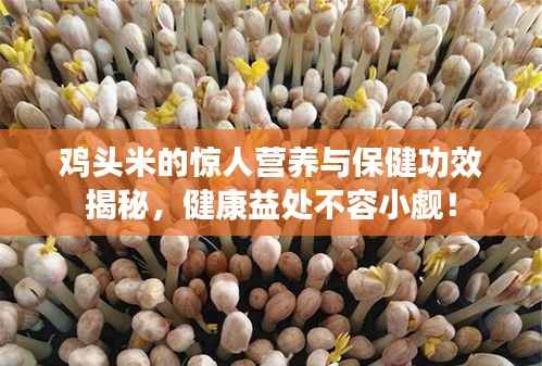 鸡头米的惊人营养与保健功效揭秘,健康益处不容小觑!