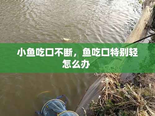 小鱼吃口不断,鱼吃口特别轻怎么办